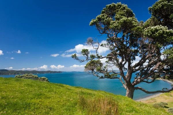 Paysage agricole côtier avec arbre Pohutukawa — Photo