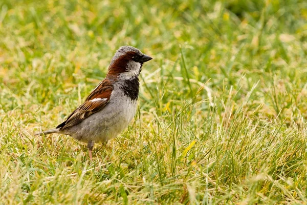 House Sparrow foraging in green grass — Stock Photo, Image