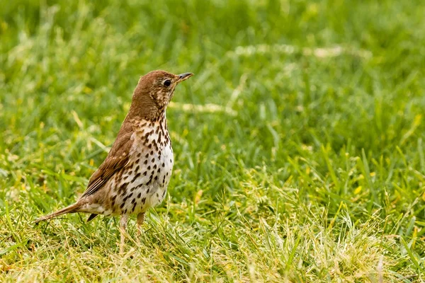 Song Thrush foraging in green grass — Stock Photo, Image
