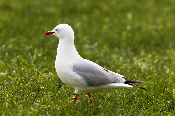 Rood-billed gull foerageren in groene gras — Stockfoto