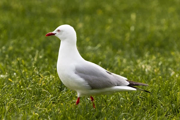 Gaviota de pico rojo forrajeando en hierba verde —  Fotos de Stock