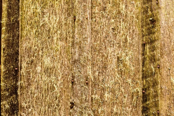 이끼 나무 표면 텍스처 패턴 커버 — 스톡 사진
