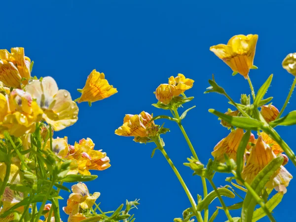 Gelbe Nemesiablüten gegen blauen Himmel — Stockfoto