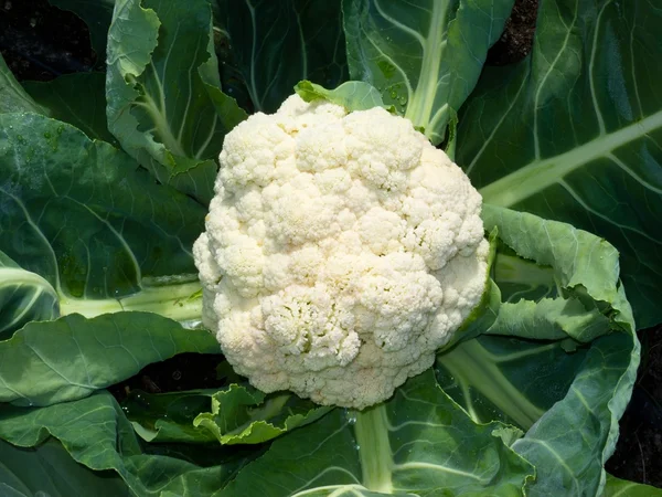 Cauliflower head with leaves ready to harvest — Stock Photo, Image