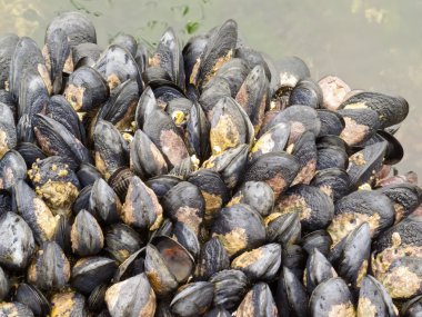 Exposed mussels on a rock at low tide clipart