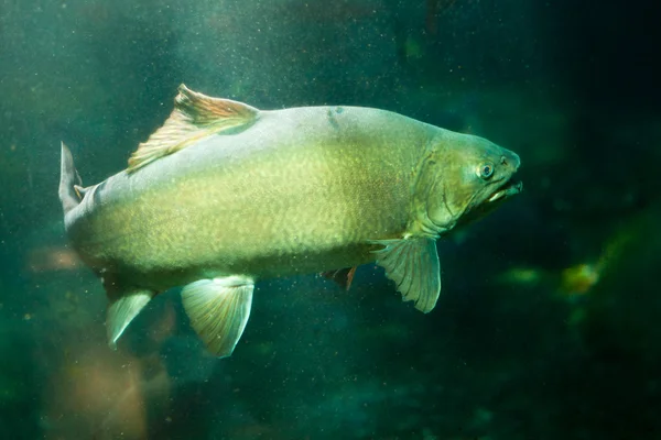 Underwater shot of trophy sized Tiger Trout — Stock Photo, Image