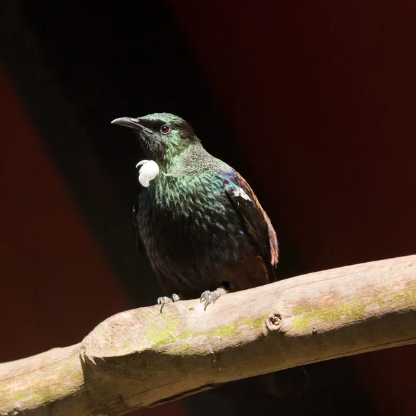 Endemic New Zealand Bird Tui — Stock Photo, Image