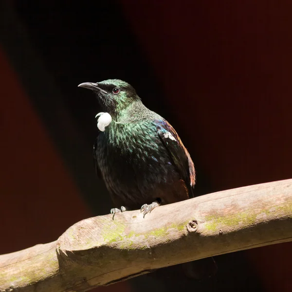 Endemica Nuova Zelanda Uccello Tui — Foto Stock