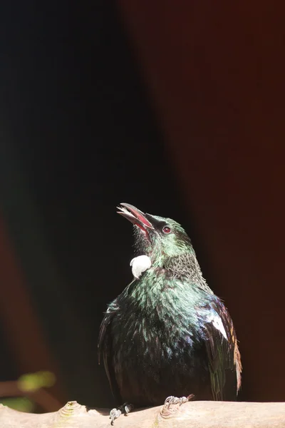 Endemica Nuova Zelanda Uccello Tui — Foto Stock