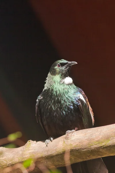Nowa Zelandia endemicznych ptaków tui — Zdjęcie stockowe