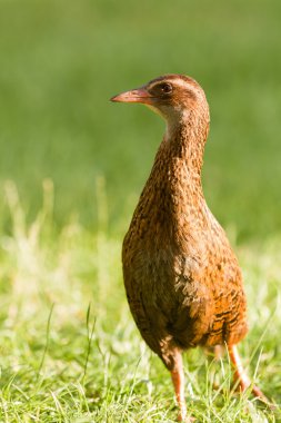 Endemic NZ bird Weka, Gallirallus australis clipart