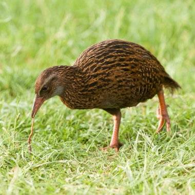 Endemic NZ bird Weka pulling a worm off the ground clipart