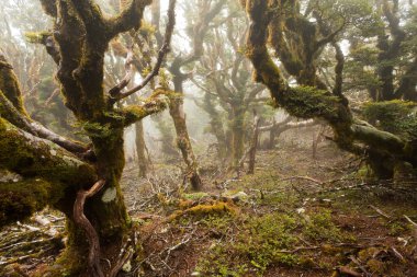 Virgin mountain rainforest of Marlborough, NZ clipart