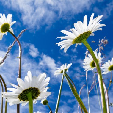 Close-up shot of white daisy flowers from below clipart