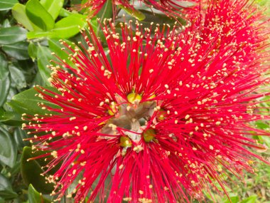 Closeup blossoms of NZ Christmas Tree Pohutukawa clipart