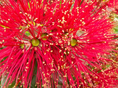 Yeni Zelanda Noel ağacını pohutukawa, closeup çiçekleri