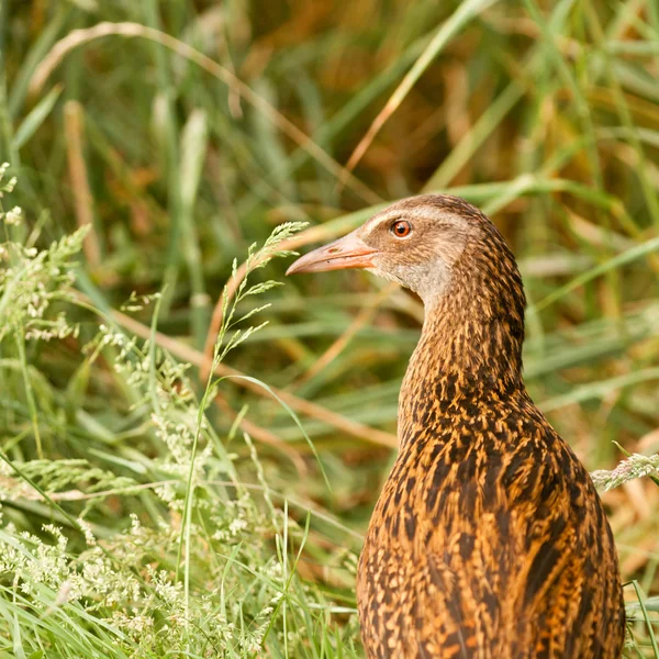 Nz endemicznych ptaków weka, gallirallus australis — Zdjęcie stockowe