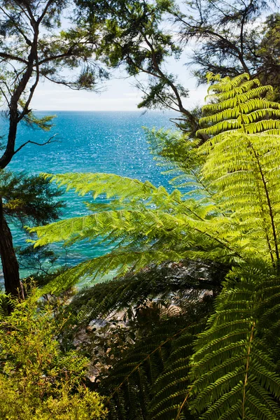 Субтропический лес Абель-Тасмана, Новая Зеландия — стоковое фото