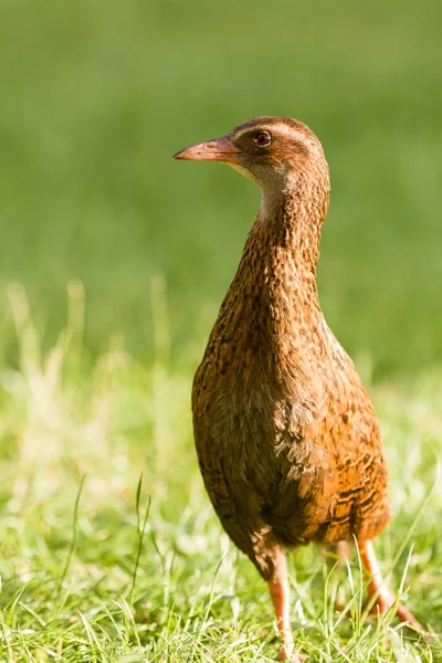 Nz endemicznych ptaków weka, gallirallus australis — Zdjęcie stockowe