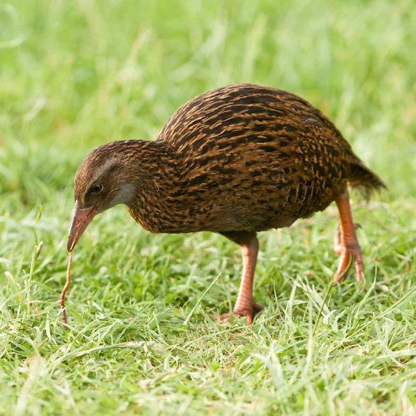Pássaro endémico da Nova Zelândia Weka puxando um verme do chão — Fotografia de Stock