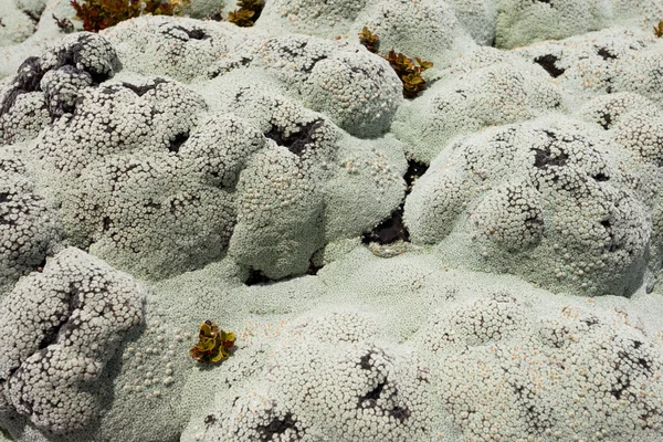 Närbild på lavar brukar kallas rock moss — Stockfoto