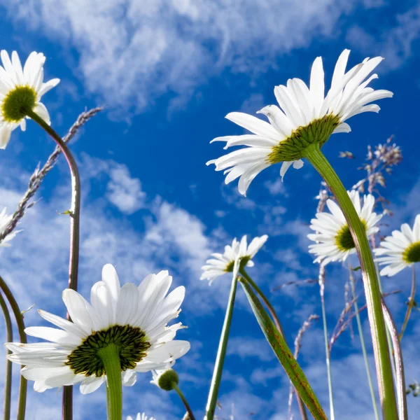 Крупним планом знімок білих ромашкових квітів знизу — стокове фото