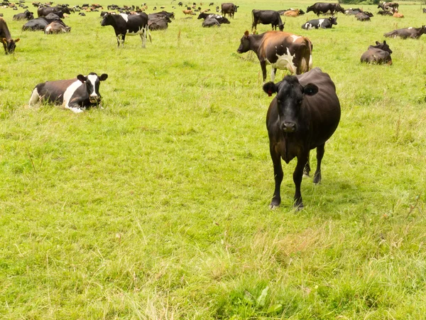 Herd of cows on lush green meadow pasture — Stock Photo, Image