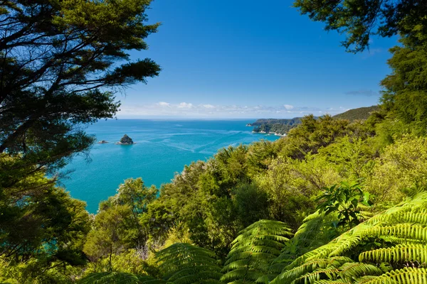 Subtropikalny las abel tasman np, Nowa Zelandia — Zdjęcie stockowe