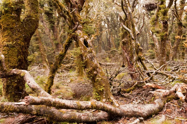 Foresta pluviale di montagna vergine di Marlborough, NZ — Foto Stock