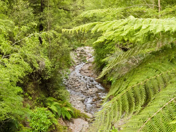 Лесной ручей в тропических джунглях Новой Зеландии — стоковое фото