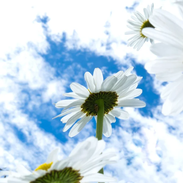 Close-up shot of white daisy flowers from below — Stock Photo, Image