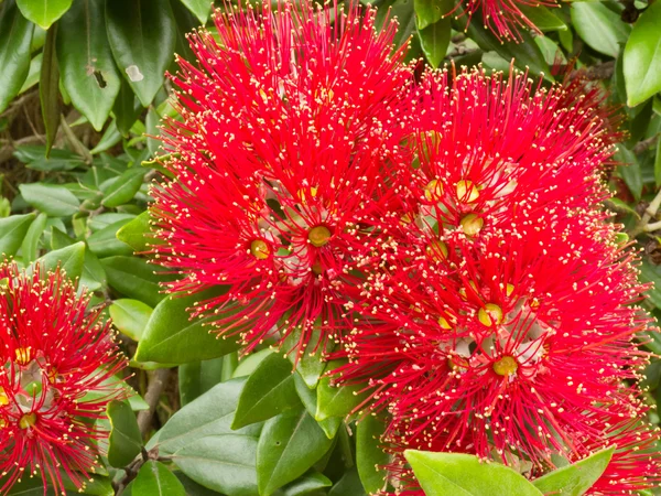 Closeup blossoms of NZ Christmas Tree Pohutukawa — Stock Photo, Image
