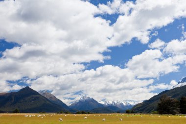 Sheep, peaks and Mt Aspiring NP, Southern Alps, NZ clipart