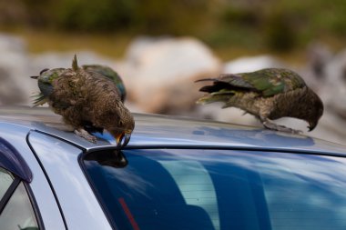 İki Yeni Zelanda Alp papağan kea bir araba barbarlık çalışıyor
