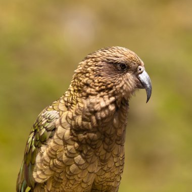 nz Alp papağan kea, nestor notabilis portresi