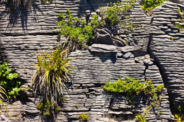 Pioneer plants in Pancake Rocks of Punakaiki, NZ clipart