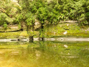 pororai Nehri, Yeni Zelanda Yeşil yemyeşil yağmur ormanları