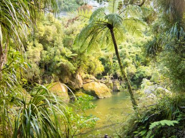 Lush green rainforest along Pororai River, NZ clipart