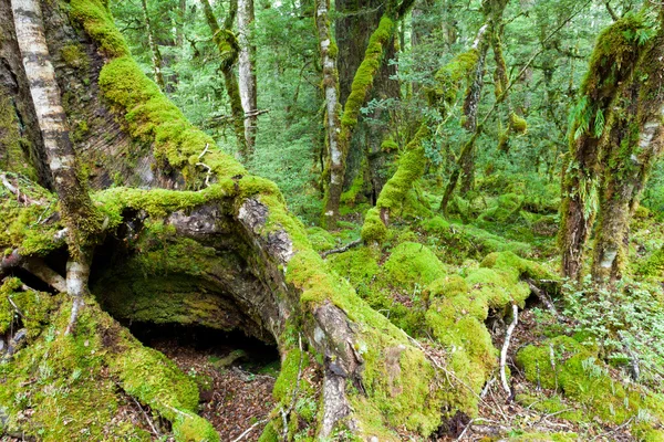 Tronchi muschiati in una foresta vergine di faggio di montagna, NZ — Foto Stock