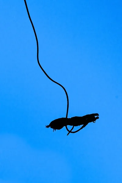 Банджи-джампер против голубого неба — стоковое фото