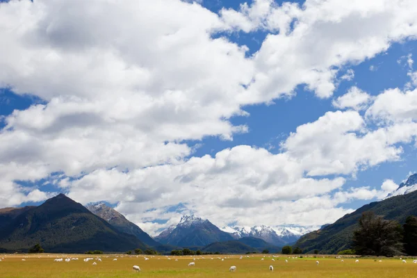 Sheep, peaks and Mt Aspiring NP, Southern Alps, NZ — Stock Photo, Image