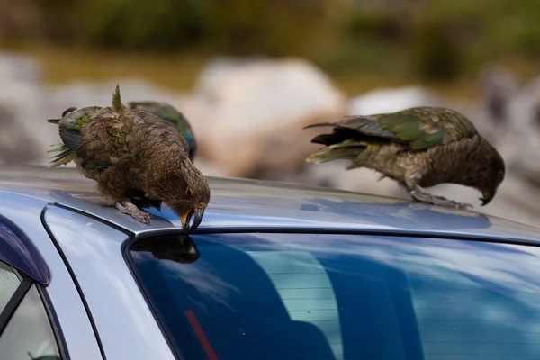 Dois NZ papagaio alpino Kea tentando vandalizar um carro — Fotografia de Stock
