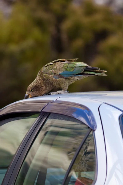 NZ alpine parrot Kea trying to vandalize a car — Stock Photo, Image