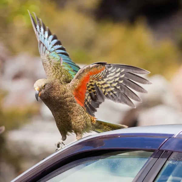 Нової Зеландії альпійський папуга Кеа намагаються зіпсувати автомобіль — стокове фото