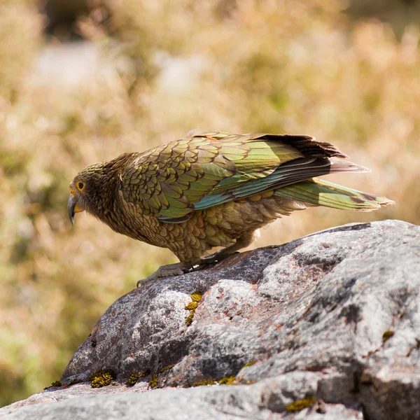 Retrato de NZ papagaio alpino Kea, Nestor notabilis — Fotografia de Stock