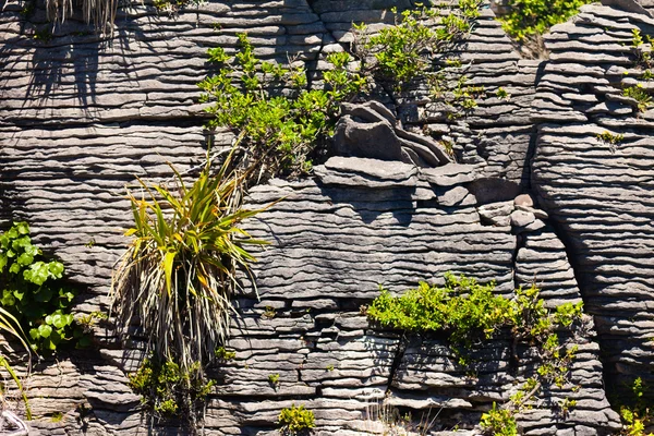 Pioneer plants in Pancake Rocks of Punakaiki, NZ — Stock Photo, Image