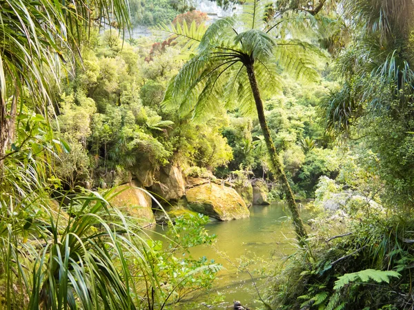 Nz pororai 川沿いの緑豊かな緑の熱帯雨林 — ストック写真