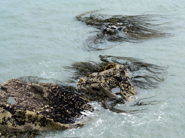 Bull kelp bifogas nedsänkta stenar bakgrund — Stockfoto