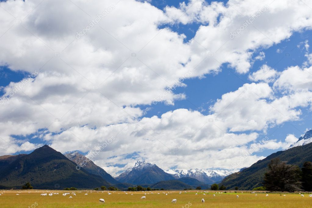 Sheep, peaks and Mt Aspiring NP, Southern Alps, NZ