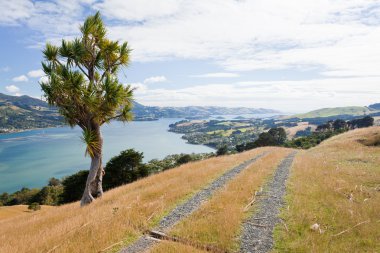 Otago Yarımadası kıyı peyzaj, dunedin, Yeni Zelanda